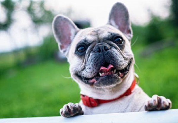 happy dog.alert1 medical alert systems happy dog.alert1 medical alert systems