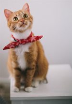 Adorable Cat Waiting On Stand Adorable Cat Waiting On Stand