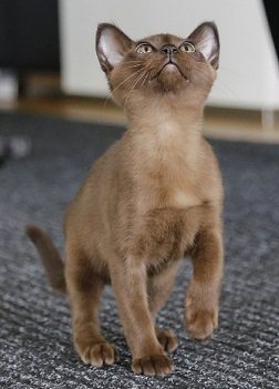 burmese kitty