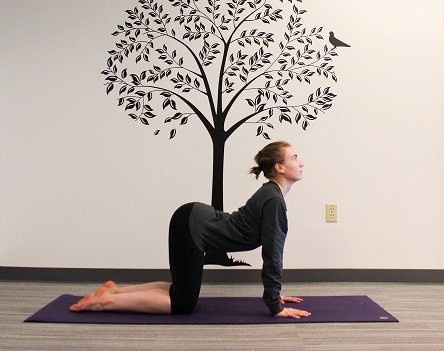 cow pose yoga