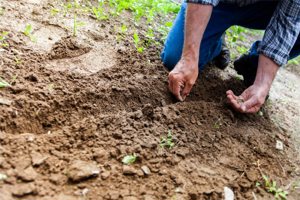 Man Planting In His Garden Man Planting In His Garden