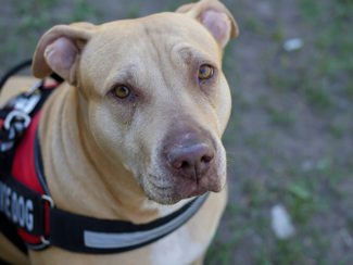 Medical Alert Service Dog Medical Alert Service Dog