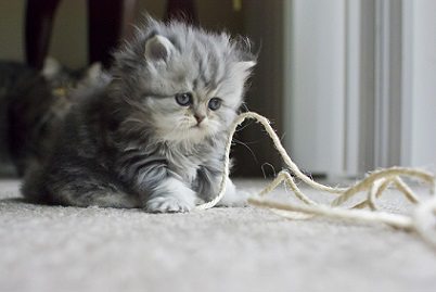 munchin kitten 