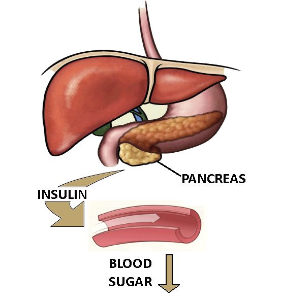 Blood Sugar Blood Sugar