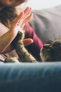 Sharing A High Five With A Cat Sharing A High Five With A Cat