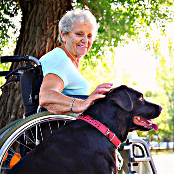 Service and Emotional Support Animals for Seniors Service and Emotional Support Animals for Seniors
