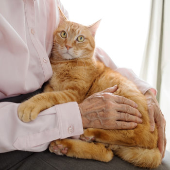 pets for seniors pets for seniors
