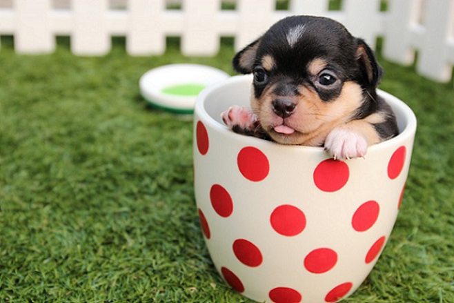 cute little puppy cute little puppy