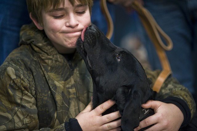 dog licking child face.alert1