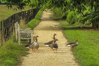 Geese in the park.alert1