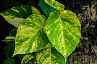 Golden pothos