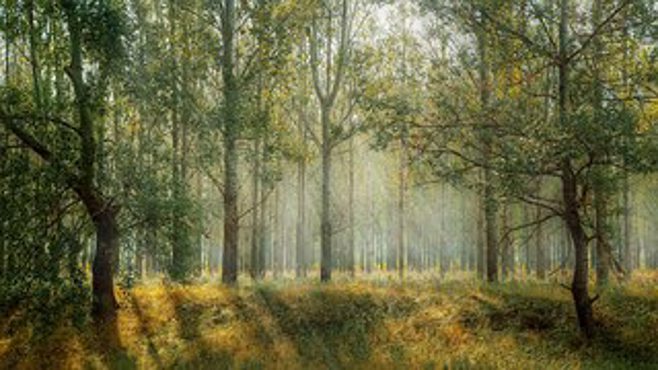 trees.alert1 medical alert systems trees.alert1 medical alert systems