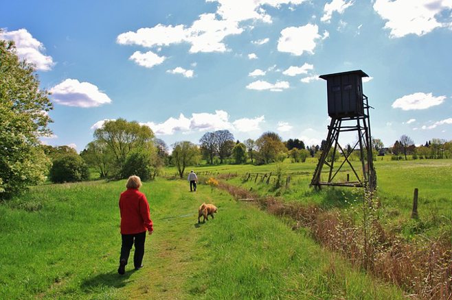 beautiful green land walking dog 