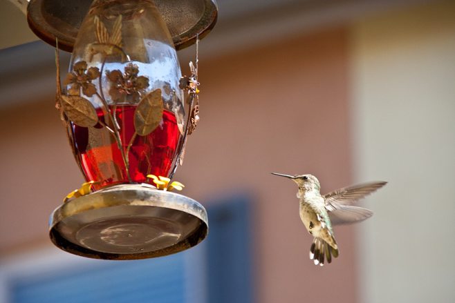hummingbird feeding hummingbird feeding