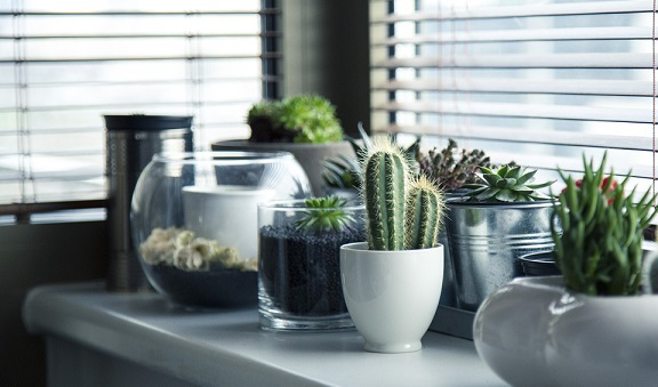 Indoor garden Indoor garden