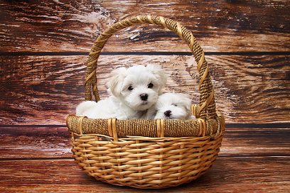 cute maltese puppies in basket