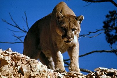 A mountain lion on the prowl A mountain lion on the prowl