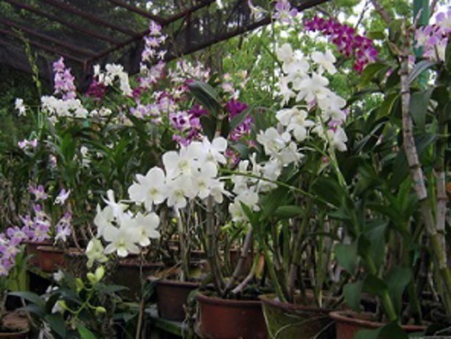 Orchids Orchids