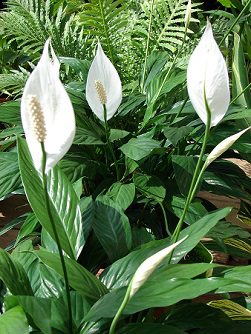 Peace lily