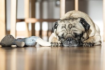Pug Pug