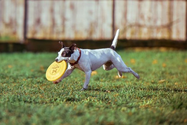 happy dog running with frisbee happy dog running with frisbee