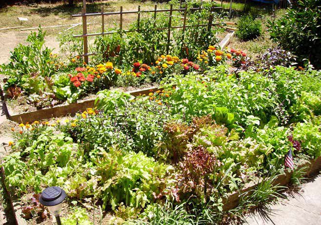 raised planter bed raised planter bed