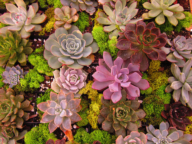 varieties of succulents varieties of succulents