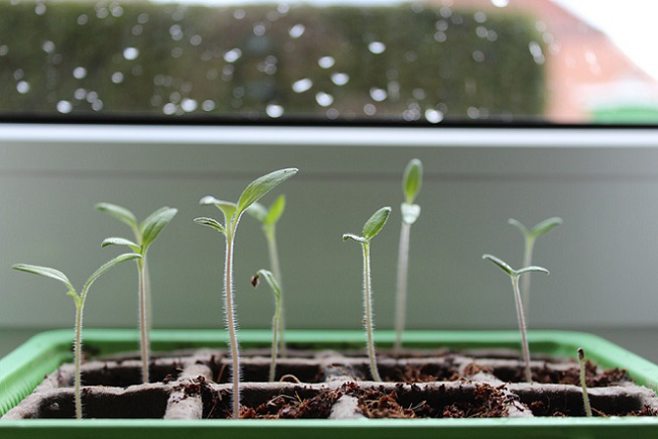 Windowsill herbs Windowsill herbs
